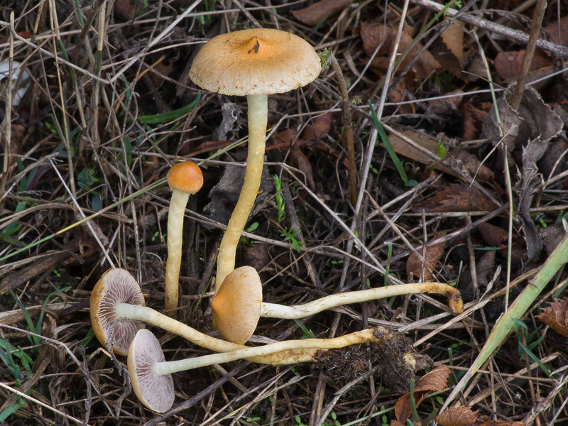 Leratiomyces laetissimus